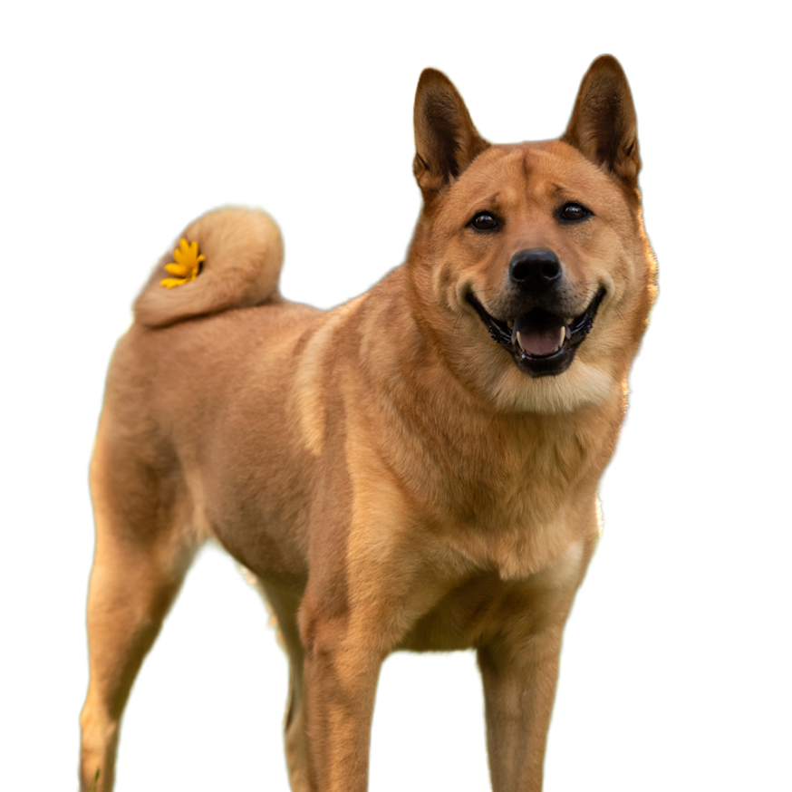 animal